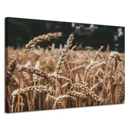 obraz-na-plotnie-natura-pole-pszenicy-120x80-cm-klosy-zniwa-rolnictwo-plony