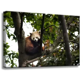 obraz-na-plotnie-zwierzeta-panda-czerwona-60x40-cm-azja-srodowisko-lesne