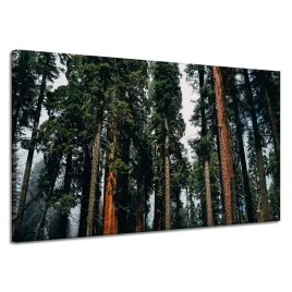obraz-na-plotnie-natura-las-drzewa-iglaste-120x70-spokoj-pnie-drzew-w-lesie