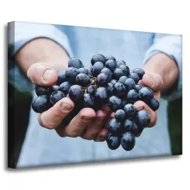 obraz-na-plotnie-kuchnia-kisc-winogron-70x50-cm-w-dloniach-jesien-do-kuchni