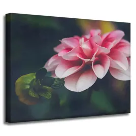obraz-na-plotnie-botanika-rozowa-dalia-40x30-cm-pak-pudroworozowe-platki