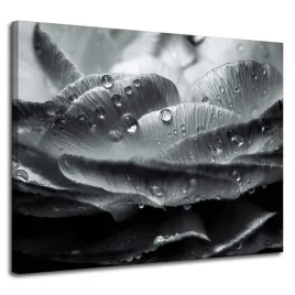 obraz-na-plotnie-kwiat-w-kroplach-rosy-100x80-cm-czarno-bialy-w-szarosciach