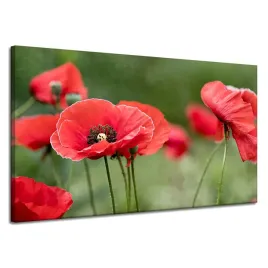 obraz-na-plotnie-botanika-czerwone-maki-120x70-cm-kwiaty-flora-laka-mak