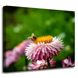 obraz-na-plotnie-pszczolka-na-stokrotce-50x40-cm-kwiat-pylek-wiosna-laka