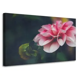 obraz-na-plotnie-botanika-rozowa-dalia-100x60-cm-pak-pudroworozowe-platki