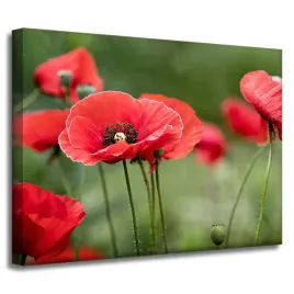 obraz-na-plotnie-botanika-czerwone-maki-40x30-cm-kwiaty-flora-laka-mak