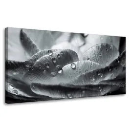 obraz-na-plotnie-kwiat-w-kroplach-rosy-80x40-cm-czarno-bialy-w-szarosciach