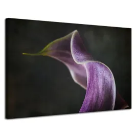 obraz-na-plotnie-kwiat-fioletowy-platek-120x80-cm-natura-kontrast-szare-tlo