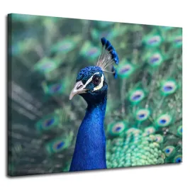 obraz-na-plotnie-zwierzeta-kolorowy-paw-100x80-cm-ptak-paw-indyjskipiekny