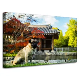 obraz-na-plotnie-zwierzeta-piesek-mops-80x50-cm-zabudowania-azjatyckie-pies