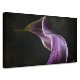 obraz-na-plotnie-kwiat-fioletowy-platek-80x50-cm-natura-kontrast-szare-tlo