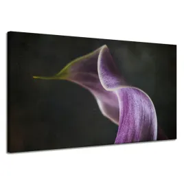 obraz-na-plotnie-kwiat-fioletowy-platek-120x70-cm-natura-kontrast-szare-tlo