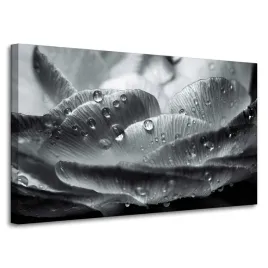 obraz-na-plotnie-kwiat-w-kroplach-rosy-100x60-cm-czarno-bialy-w-szarosciach