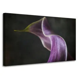 obraz-na-plotnie-kwiat-fioletowy-platek-100x60-cm-natura-kontrast-szare-tlo