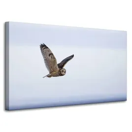 obraz-na-plotnie-zwierzeta-sowa-w-locie-100x60-cm-na-czystym-blekitnym-tle