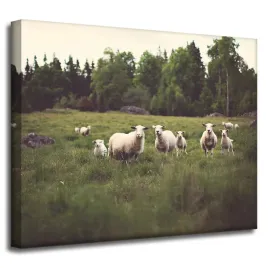 obraz-na-plotnie-natura-owce-na-pastwisku-50x40-cm-laka-polana-owieczki