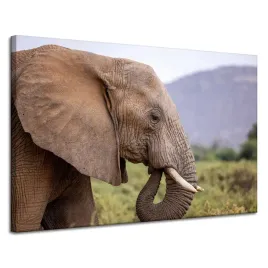obraz-na-plotnie-zwierzeta-slon-z-bliska-120x80-cm-afryka-traba-kly-dziki
