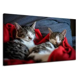 obraz-na-plotnie-zwierzeta-spiace-kotki-120x70-cm-czerwony-koc-chillout