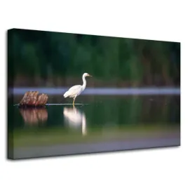 obraz-na-plotnie-zwierzeta-czapla-biala-80x50-cm-niezmacona-tafla-jeziora