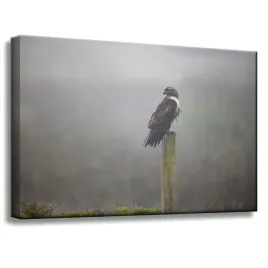 obraz-na-plotnie-zwierzeta-ptak-jastrzab-60x40-cm-mgla-poranek-polowanie