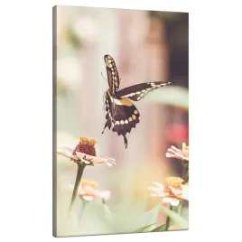 obraz-na-plotnie-natura-owad-motyl-kwiaty-wiosna-lato-70x120