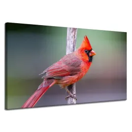 obraz-na-plotnie-zwierzeta-ptak-kardynal-120x70-cm-czerwony-ptak-egzotyczny
