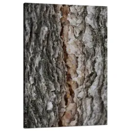 obraz-na-plotnie-natura-kora-drzewa-80x120