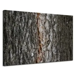 obraz-na-plotnie-natura-kora-drzewa-120x80