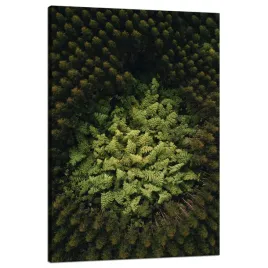 obraz-na-plotnie-natura-drzewa-z-lotu-ptaka-80x120