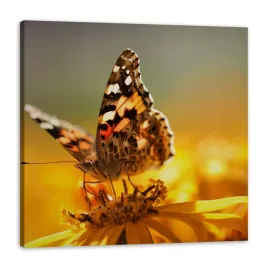 obraz-na-plotnie-zwierzeta-motyl-na-kwiatku-natura-polna-laka-90x90
