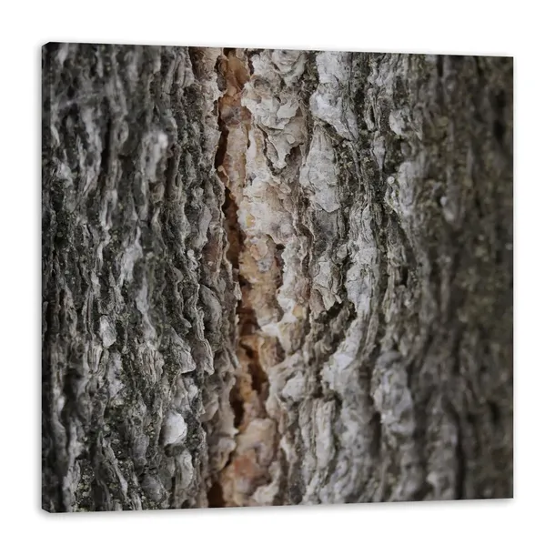 obraz-na-plotnie-natura-kora-drzewa-40x40
