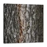 obraz-na-plotnie-natura-kora-drzewa-40x40