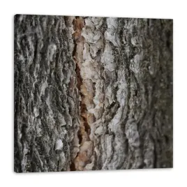 obraz-na-plotnie-natura-kora-drzewa-40x40