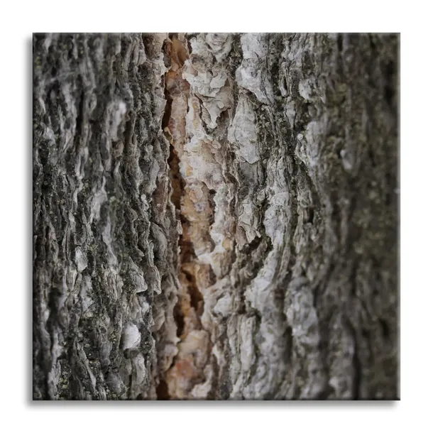 obraz-na-plotnie-natura-kora-drzewa-40x40-stan-nowy