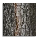 obraz-na-plotnie-natura-kora-drzewa-40x40-stan-nowy