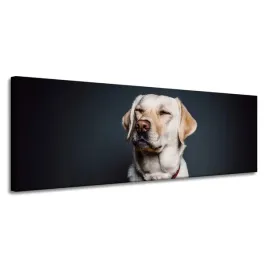 obraz-na-plotnie-zwierzeta-labrador-150x50-cm