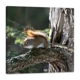 obraz-na-plotnie-zwierzeta-wiewiorka-natura-jesien-80x80-cm