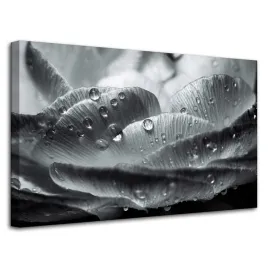 obraz-na-plotnie-kwiat-w-kroplach-rosy-80x50-cm-czarno-bialy-w-szarosciach