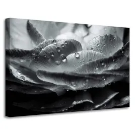 obraz-na-plotnie-kwiat-w-kroplach-rosy-90x60-cm-czarno-bialy-w-szarosciach