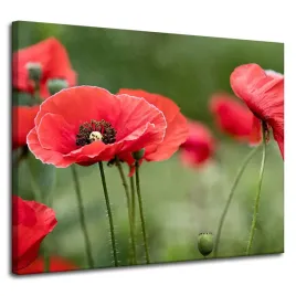 obraz-na-plotnie-botanika-czerwone-maki-100x80-cm-kwiaty-flora-laka-mak