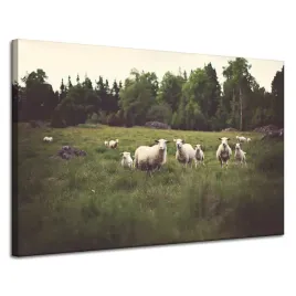 obraz-na-plotnie-natura-owce-na-pastwisku-120x80-laka-polana-owieczki-trawa