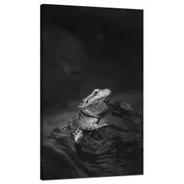 obraz-na-plotnie-jaszczurka-gad-czarno-biale-natura-70x120