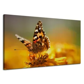 obraz-na-plotnie-zwierzeta-motyl-na-kwiatku-natura-polna-laka-120x70