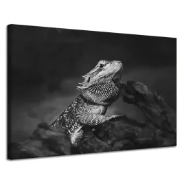 obraz-na-plotnie-jaszczurka-gad-czarno-biale-natura-120x80
