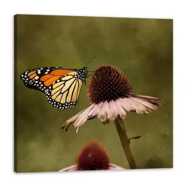 obraz-na-plotnie-botanika-motyl-kwiat-80x80-cm