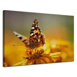 obraz-na-plotnie-zwierzeta-motyl-na-kwiatku-natura-polna-laka-120x80
