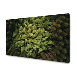 obraz-na-plotnie-natura-drzewa-z-lotu-ptaka-120x80