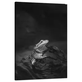 obraz-na-plotnie-jaszczurka-gad-czarno-biale-natura-80x120