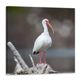 obraz-na-plotnie-zwierzeta-ptak-ibis-bialy-natura-40x40-cm