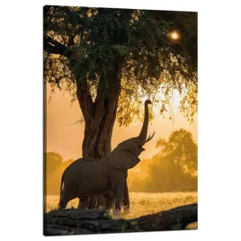 obraz-na-plotnie-pozujacy-slon-sawanna-zachod-slonca-80x120-cm